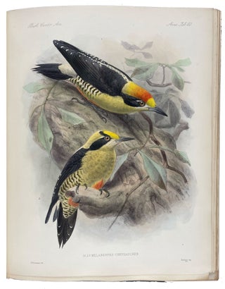 Biologia Centrali-Americana: Aves. Vols. I-IV
