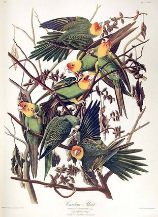 Item #42005 Carolina Parrot. From "The Birds of America" (Amsterdam Edition). John...