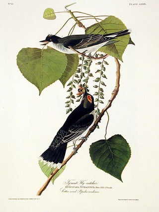 Item #7408 Gray Tyrant or Pipiry Fly-catcher. From "The Birds of America" (Amsterdam...