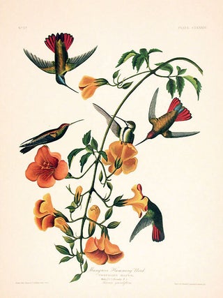 Item #7525 Mangrove Humming Bird. From "The Birds of America" (Amsterdam Edition). John James...