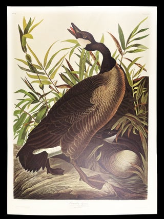 Item #7552 Canada Goose. From "The Birds of America" (Amsterdam Edition). John James...