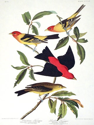 Item #7824 Louisiana Tanager, Scarlet Tanager. From "The Birds of America" (Amsterdam...