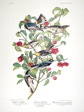 Audubons Warbler, Hermit Warbler, Black-throated gray Warbler. From "The Birds of America" (Amsterdam Edition)